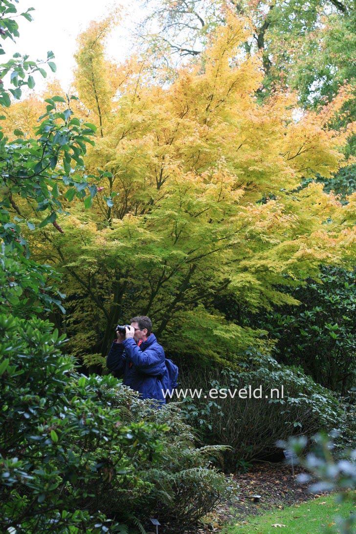 Acer palmatum 'Sango kaku'