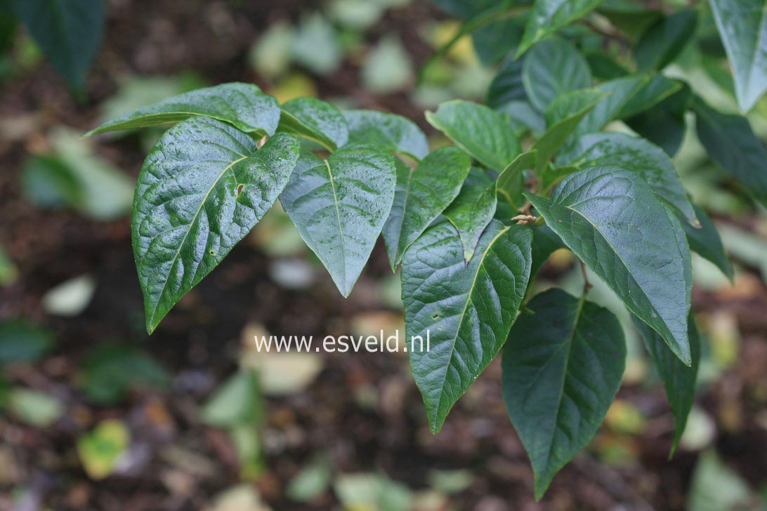 Styrax japonicus 'Sohuksan' (EMERALD PAGODA)