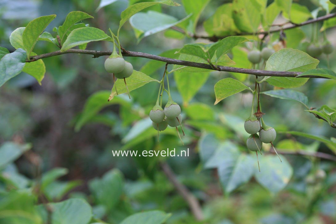 Styrax japonicus 'Sohuksan' (EMERALD PAGODA)