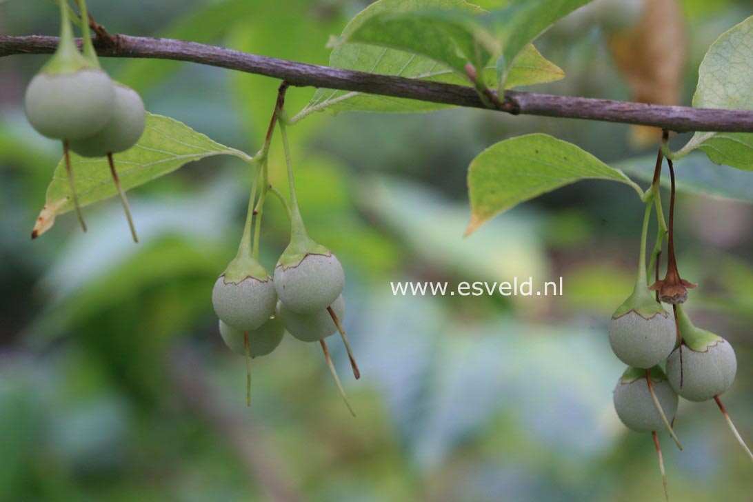 Styrax japonicus 'Sohuksan' (EMERALD PAGODA)