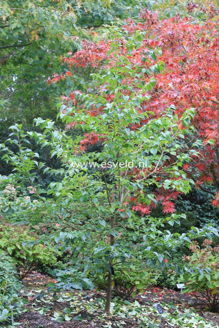 Styrax japonicus 'Sohuksan' (EMERALD PAGODA)