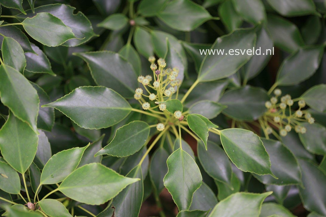 Trochodendron aralioides