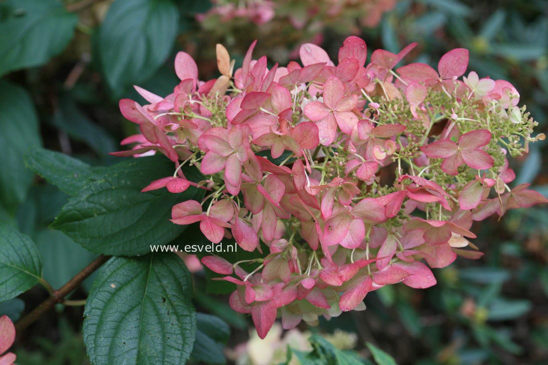 Hydrangea paniculata 'Pink Lady'
