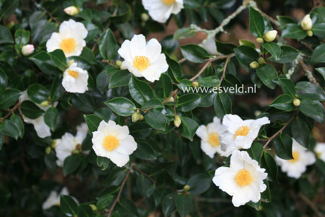 Camellia sasanqua 'Narumi-gata'