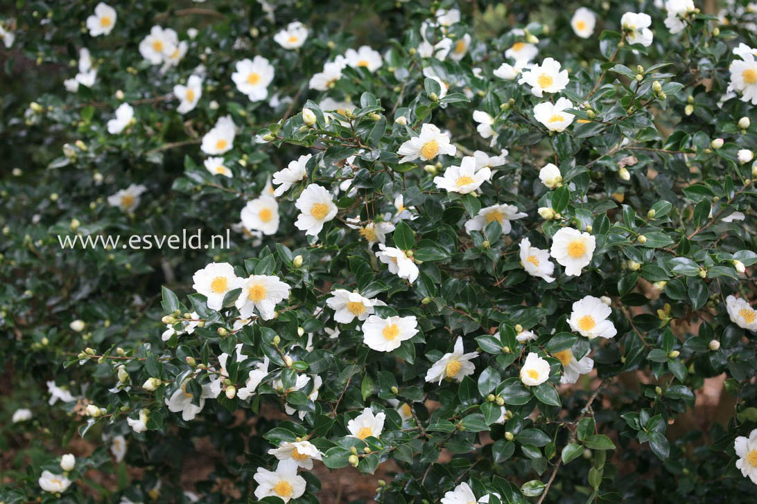 Camellia sasanqua 'Narumi-gata'