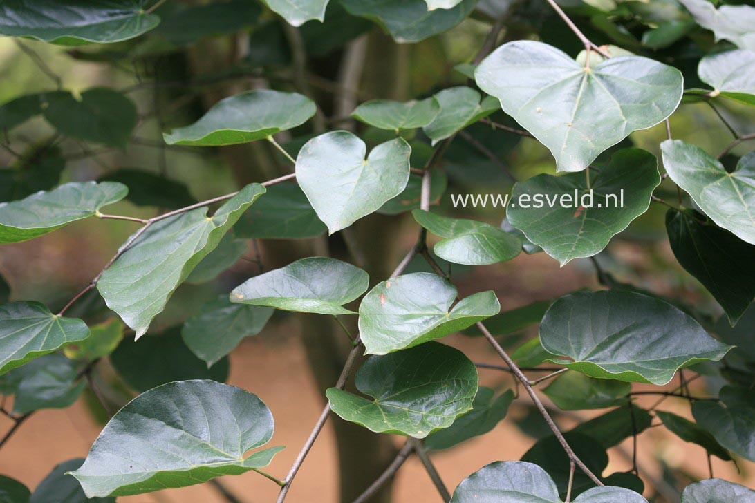 Cercis gigantea