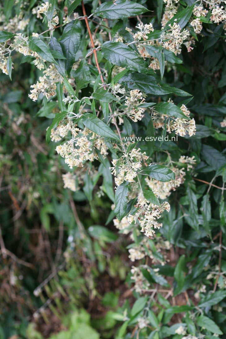 Buddleja auriculata