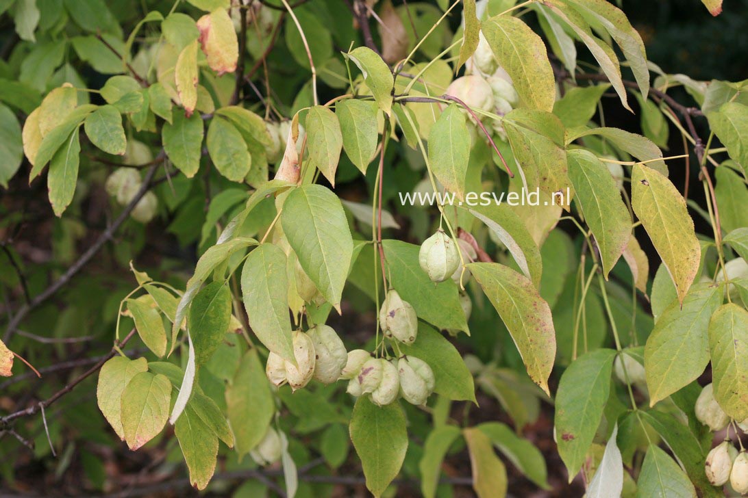 Staphylea pinnata