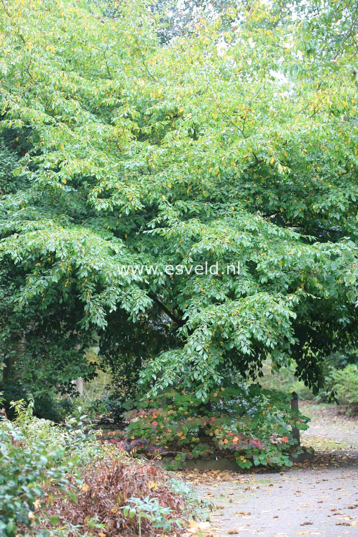 Sycoparrotia semidecidua