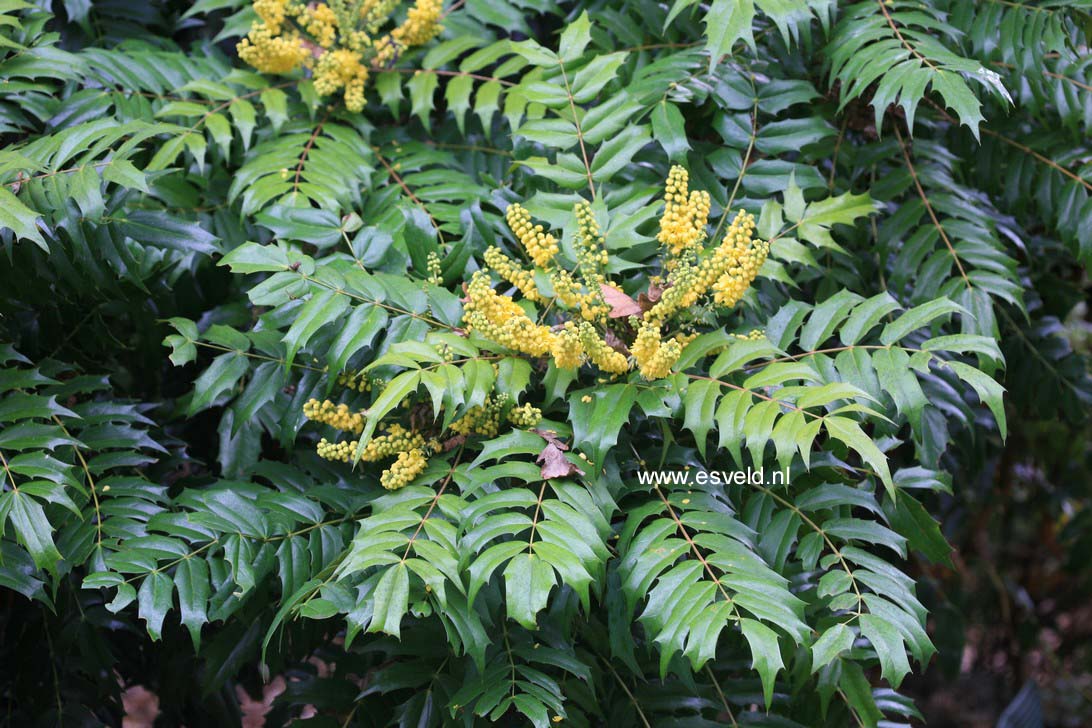 Mahonia lomariifolia