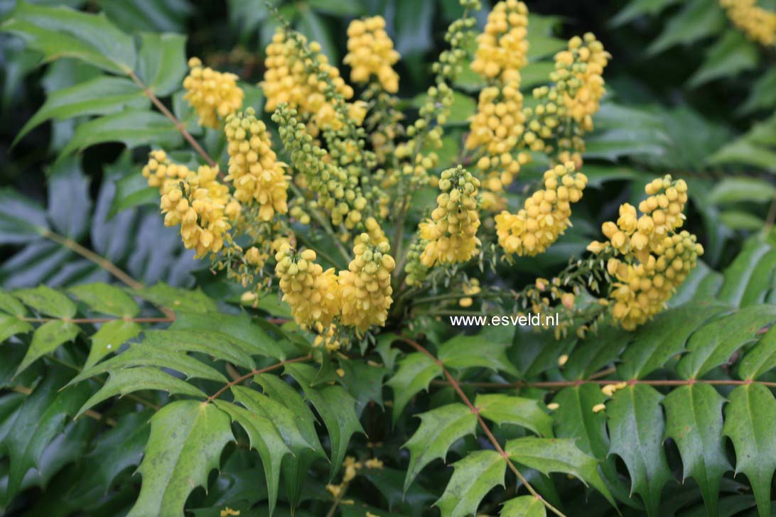 Mahonia lomariifolia