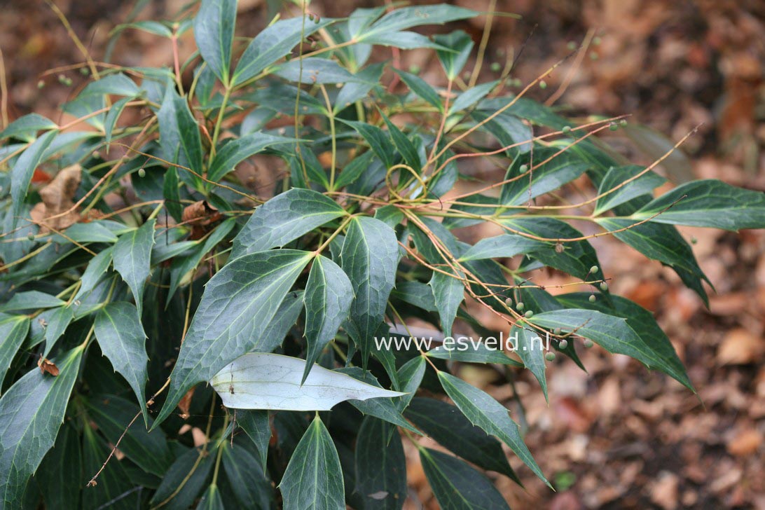 Mahonia gracilipes