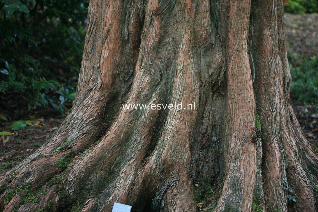 metasequoia glyptostroboides metasequoia glyptostroboides