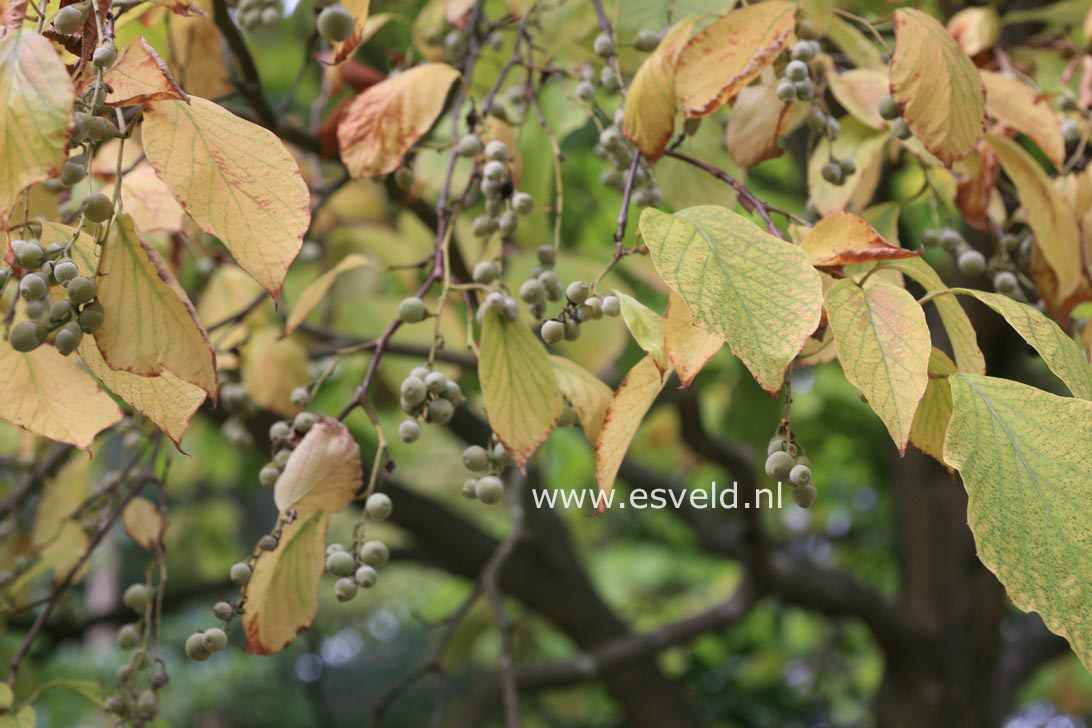 Styrax obassia