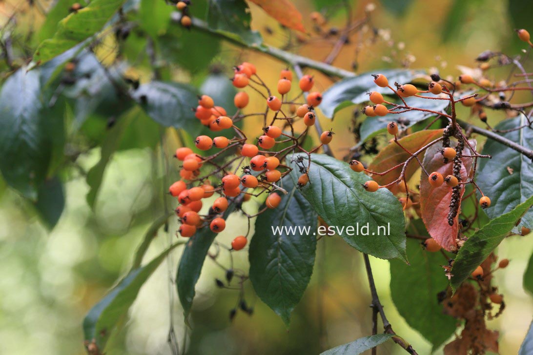 Photinia beauverdiana