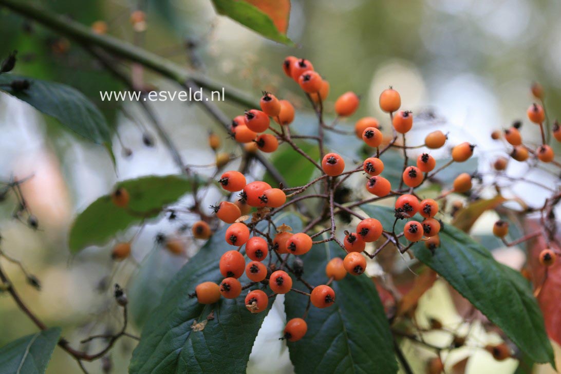 Photinia beauverdiana