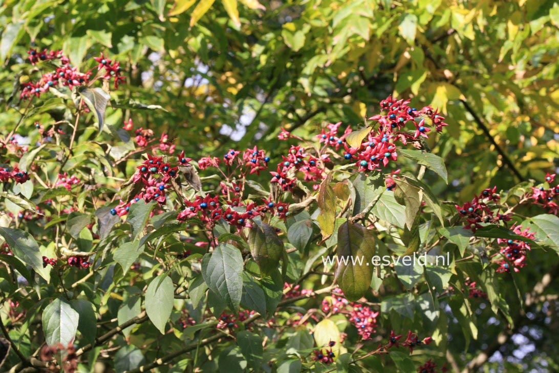 Clerodendrum trichotomum