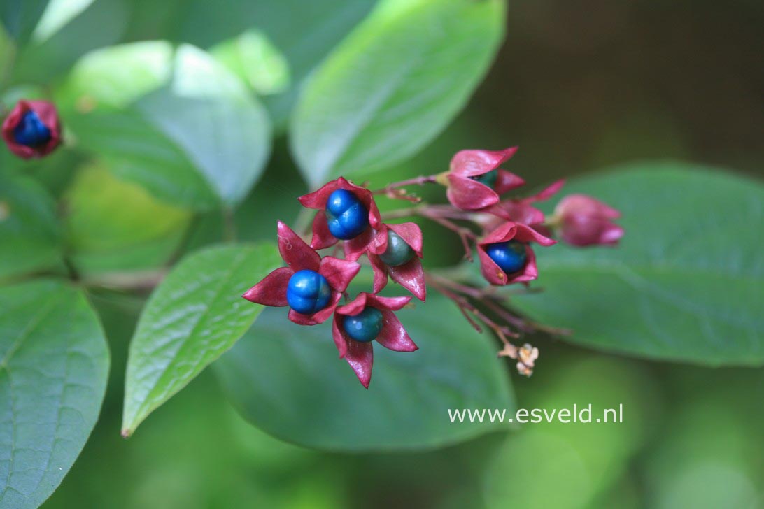 Clerodendrum trichotomum