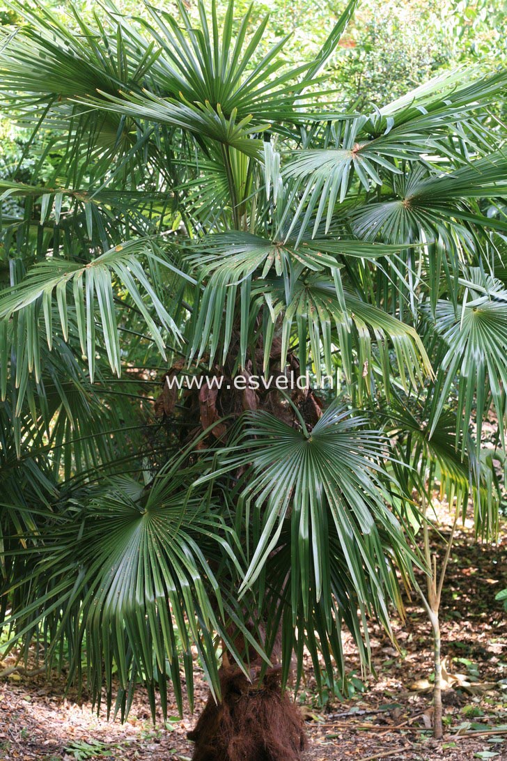 Trachycarpus fortunei