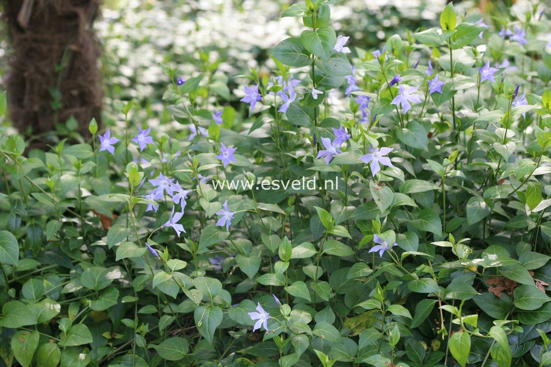 Vinca major