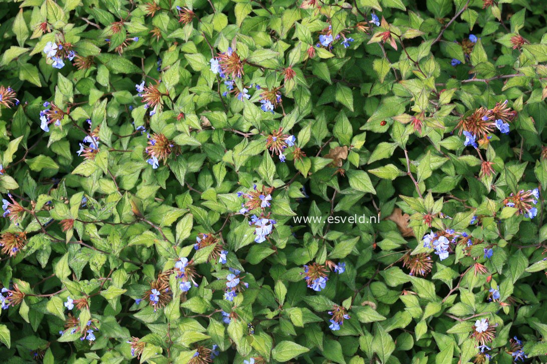 Ceratostigma willmottianum 'Forest Blue'