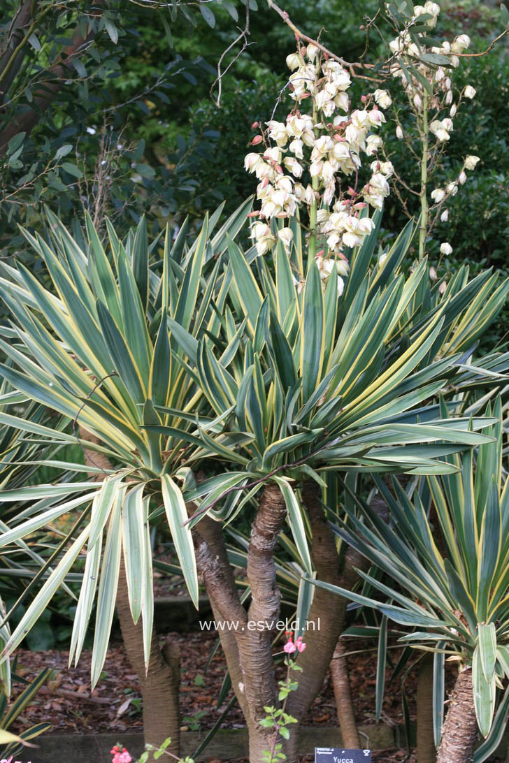 Yucca gloriosa 'Variegata'