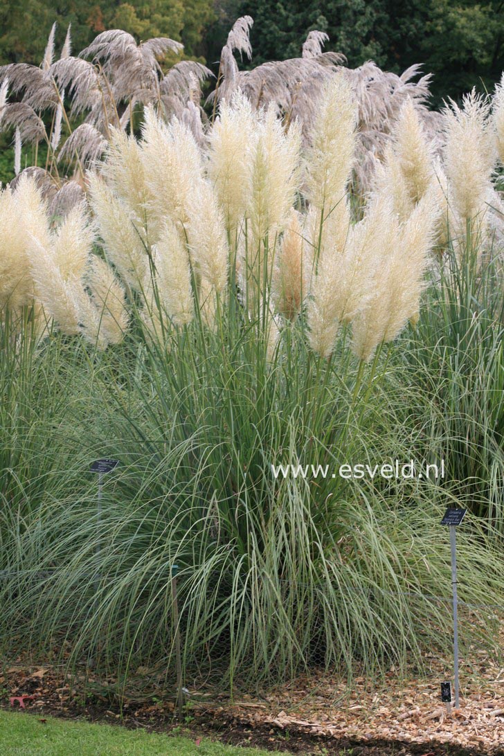 Cortaderia selloana 'Pumila'