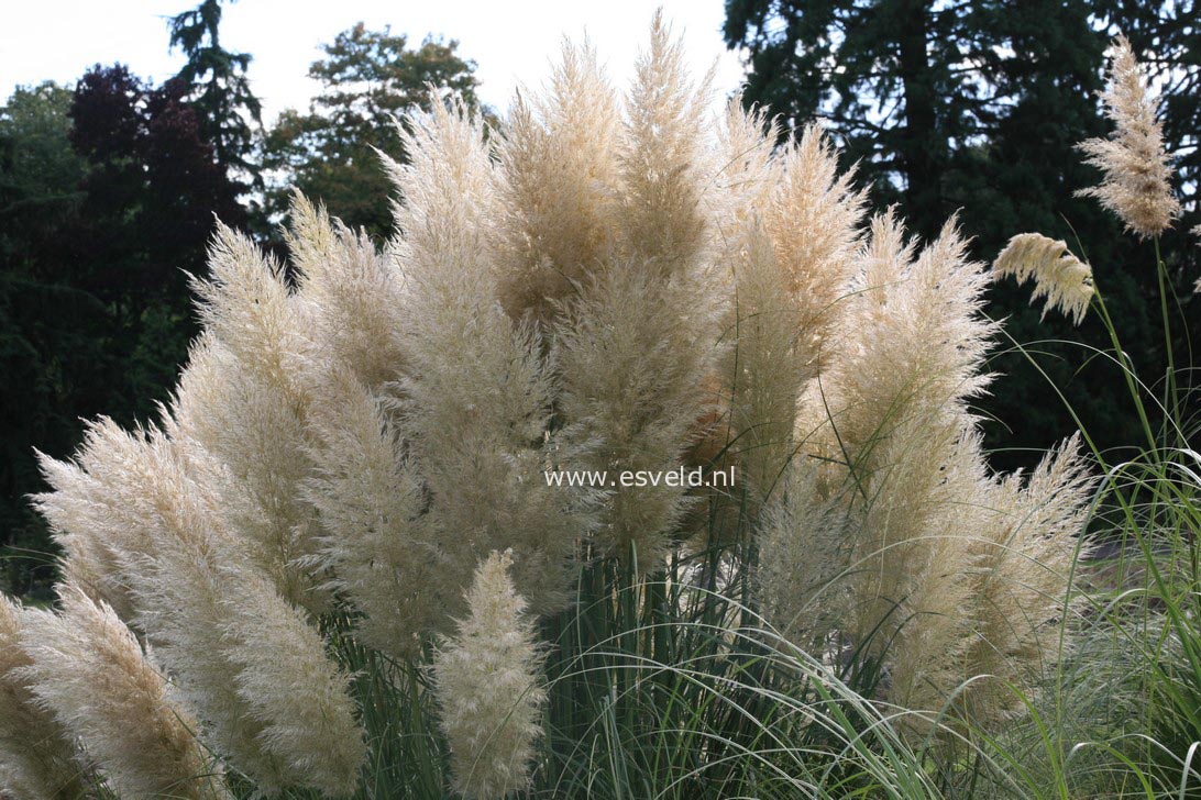 Cortaderia selloana 'Evita'