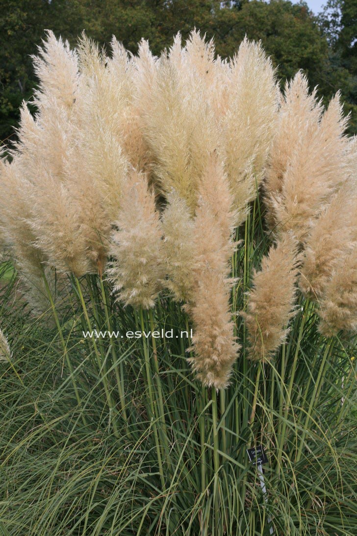 Cortaderia selloana 'Evita'