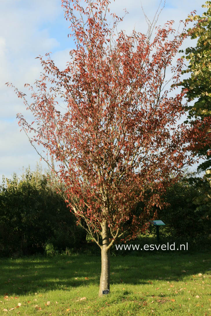 Prunus 'Pandora'