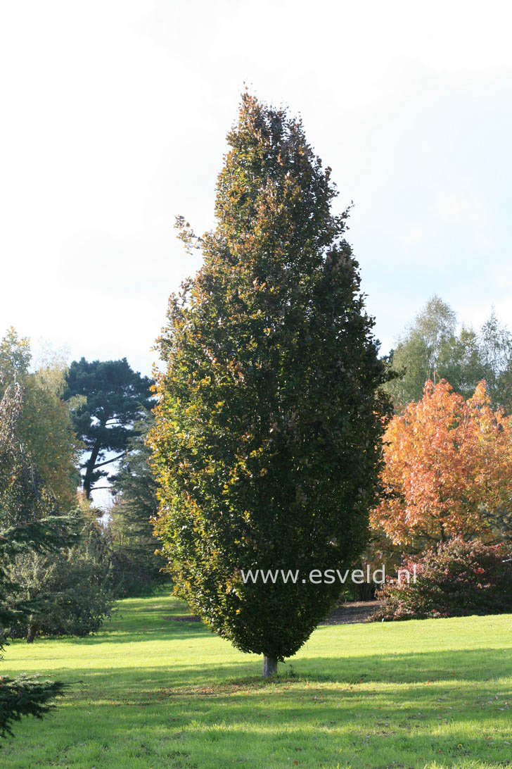 Fagus sylvatica 'Rohan Obelisk'