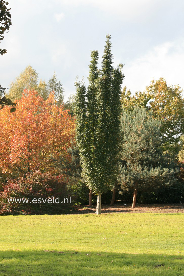 Sorbus aucuparia 'Fastigiata'