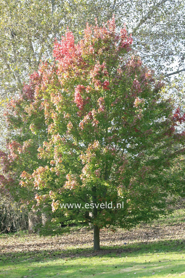 Acer rubrum 'October Glory'