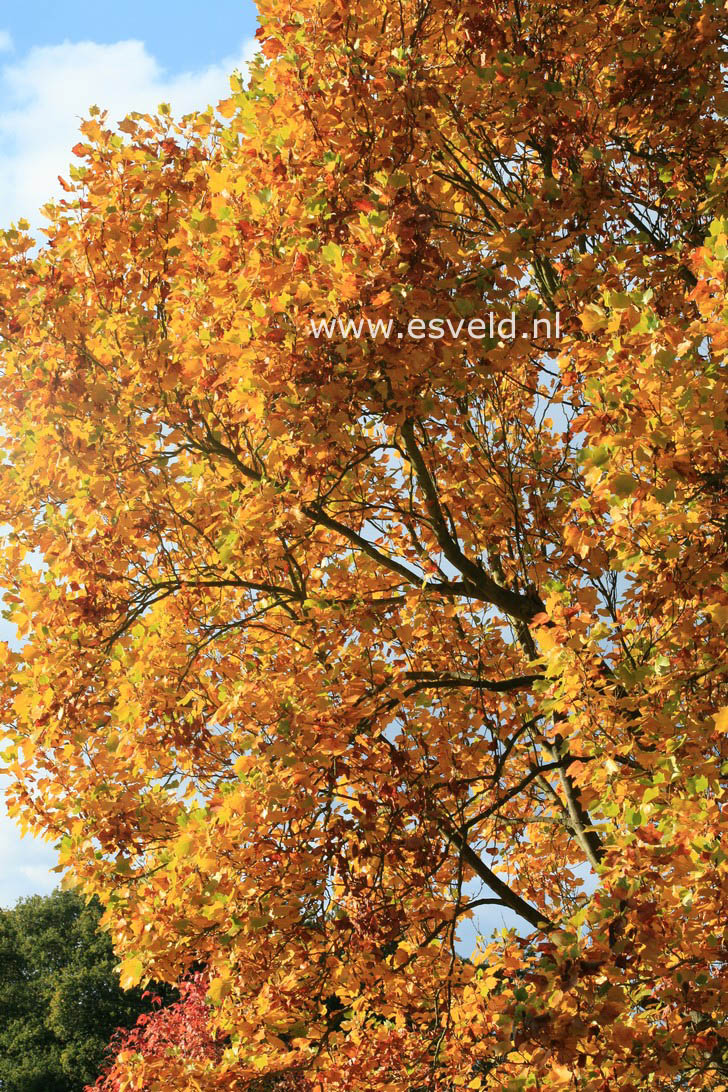 Liriodendron tulipifera 'Fastigiatum'