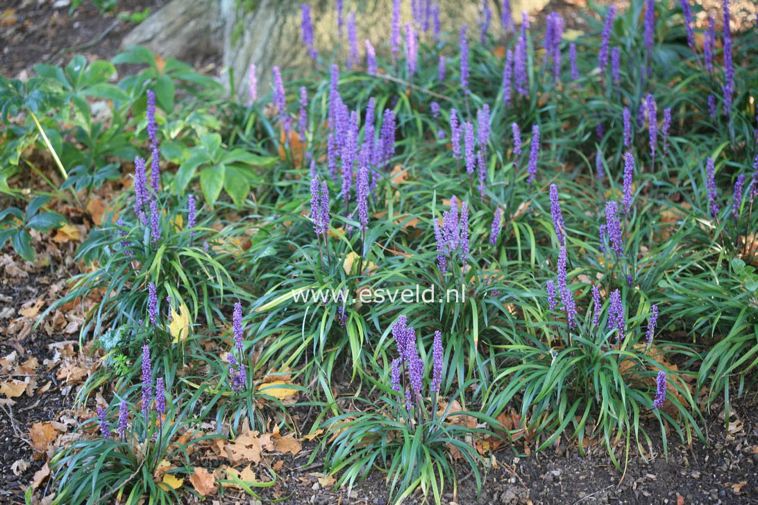 Liriope muscari