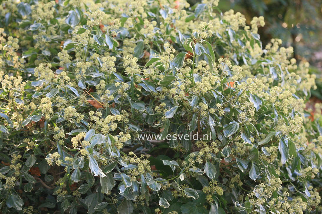 Hedera helix 'Glacier'