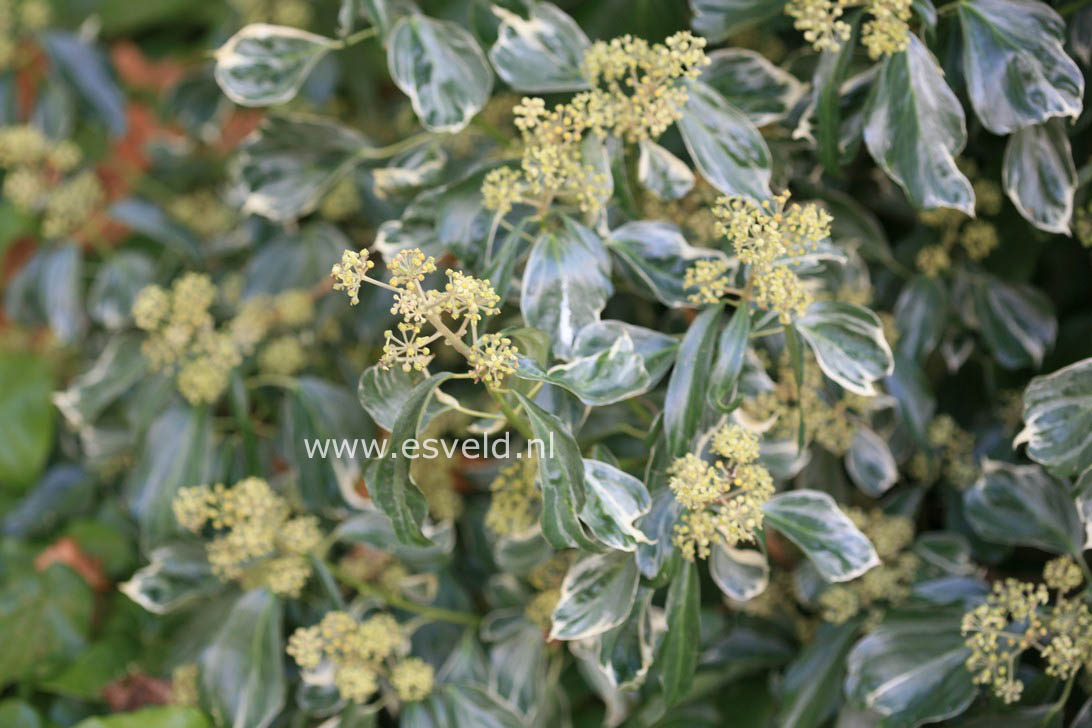 Hedera helix 'Glacier'