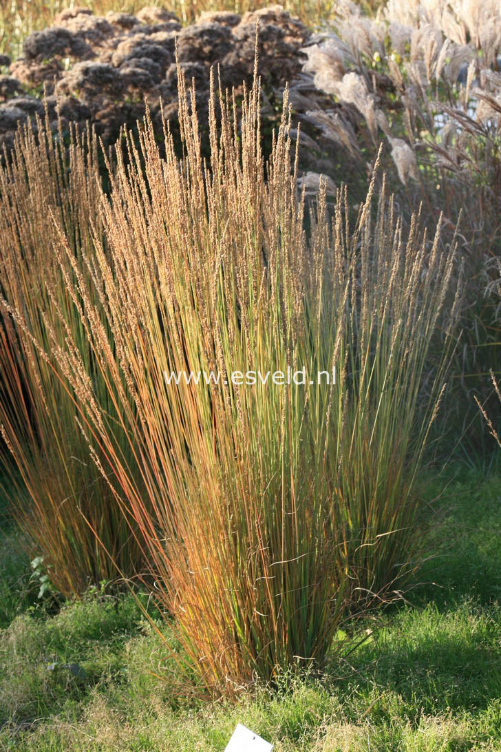 Molinia caerulea 'Moorhexe'