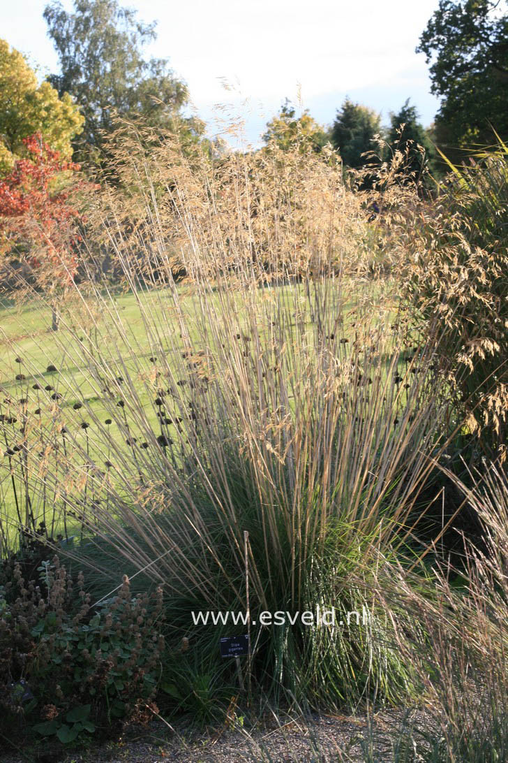 Stipa gigantea