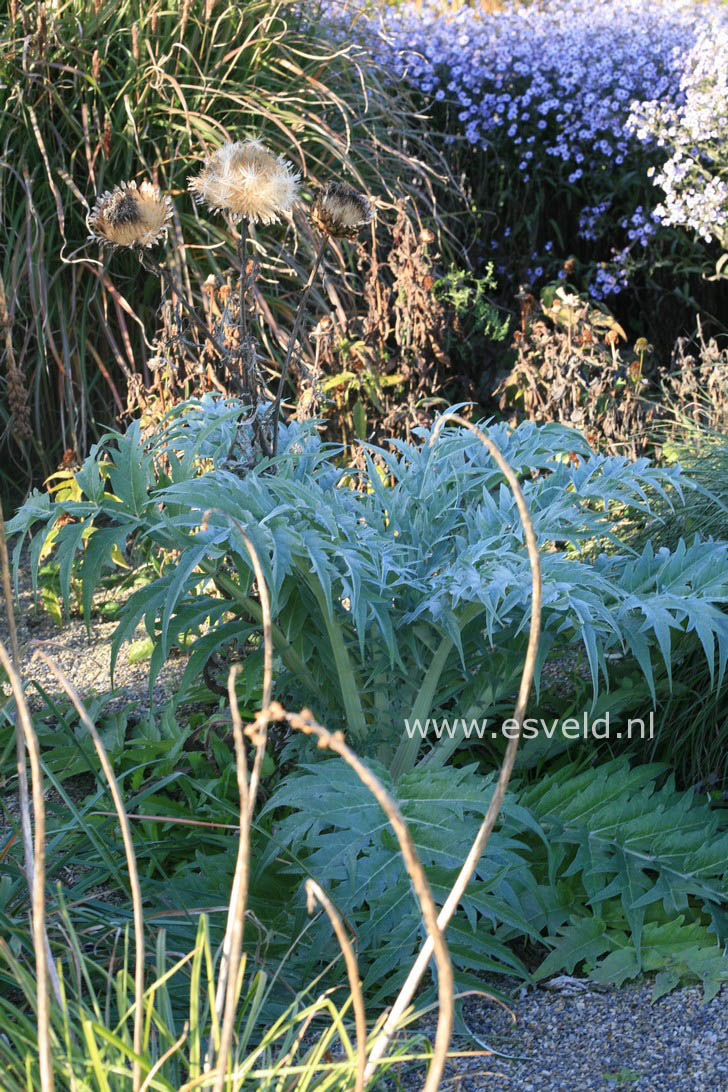 Cynara scolymus