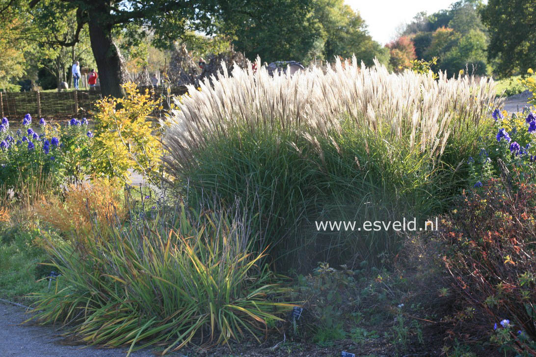 Miscanthus sinensis 'Undine'