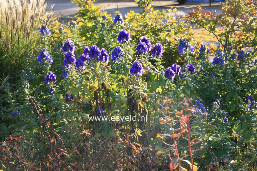 Aconitum carmichaelii 'Arendsii'