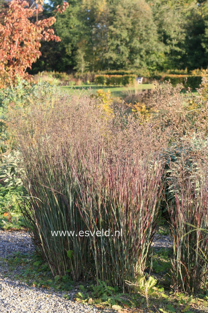 Panicum virgatum 'Heiliger Hain'