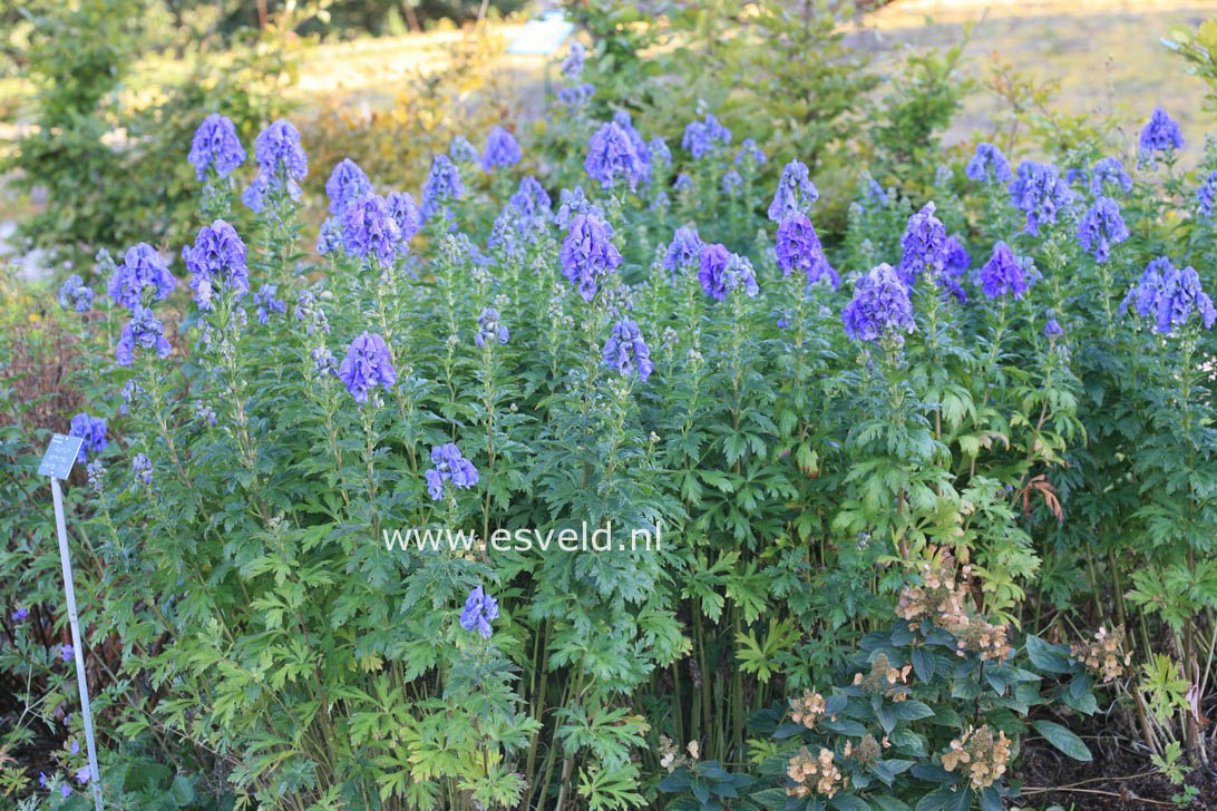 Aconitum carmichaelii 'Arendsii'