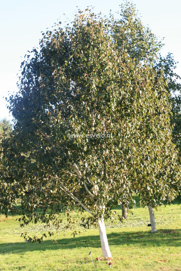Betula utilis 'Silver Shadow'