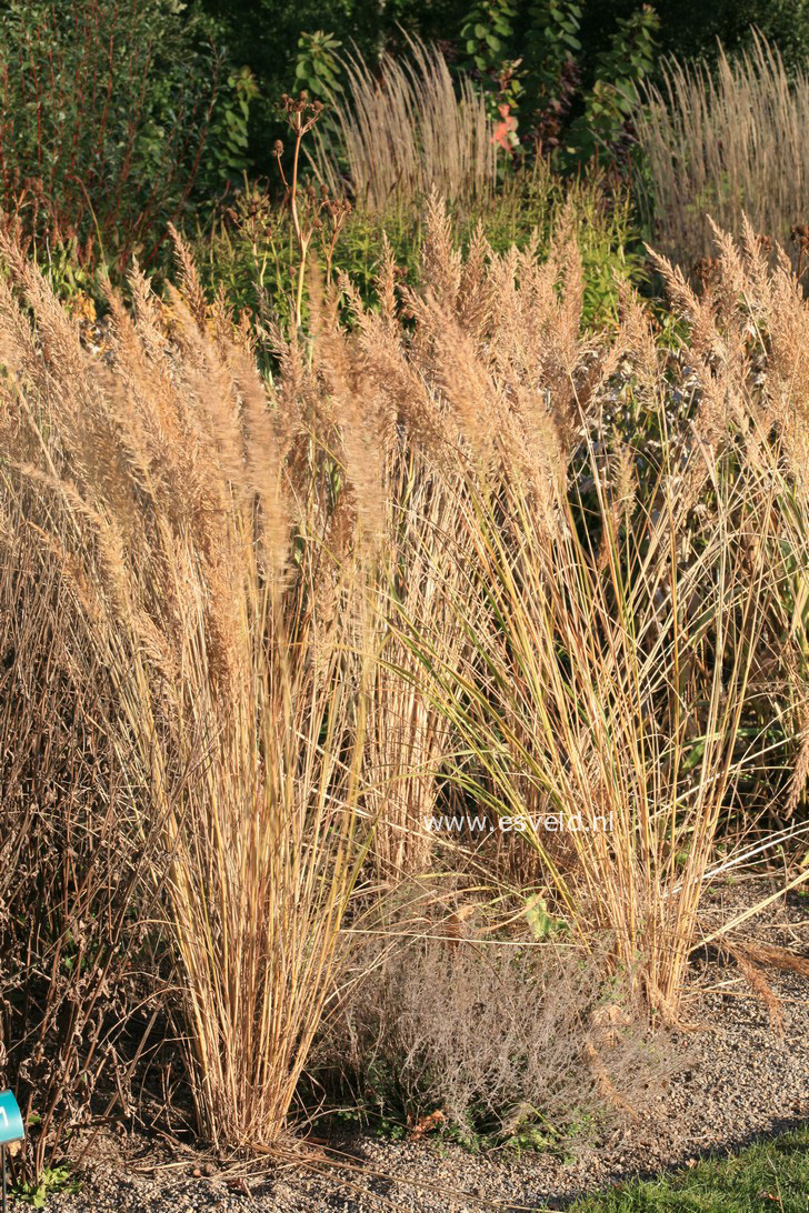 Calamagrostis brachytricha