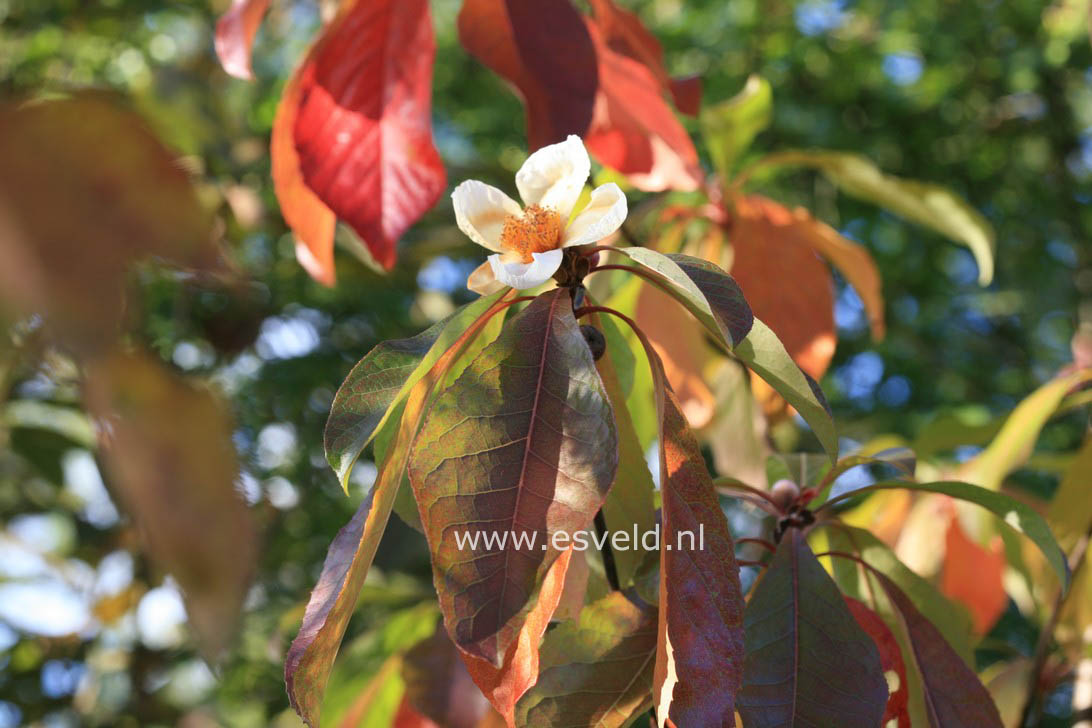 Franklinia alatamaha