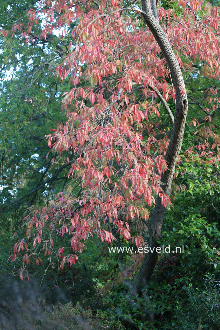 Oxydendrum arboreum