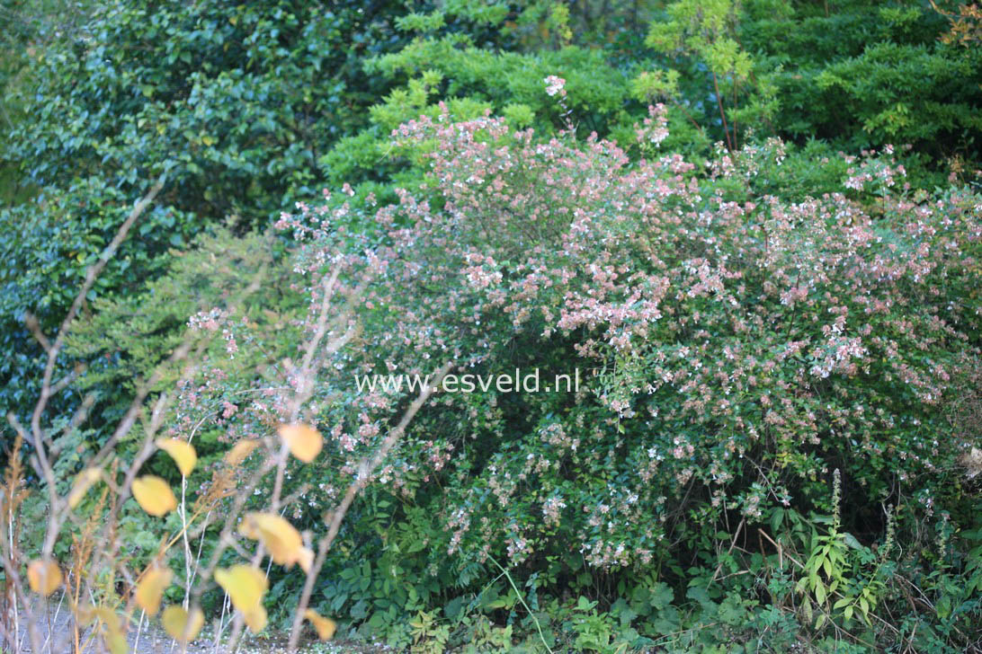 Abelia grandiflora