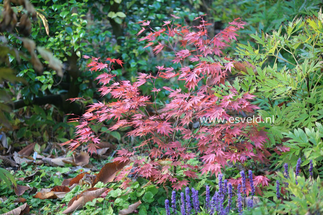 Acer palmatum 'Chitose yama'